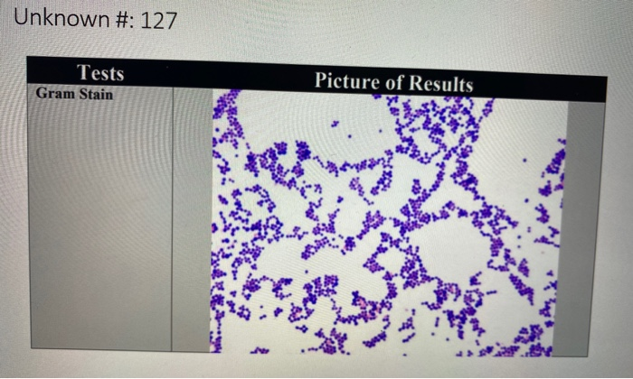 Solved Is This A Staphylococcus Epidermis Or Staphylococcus Chegg