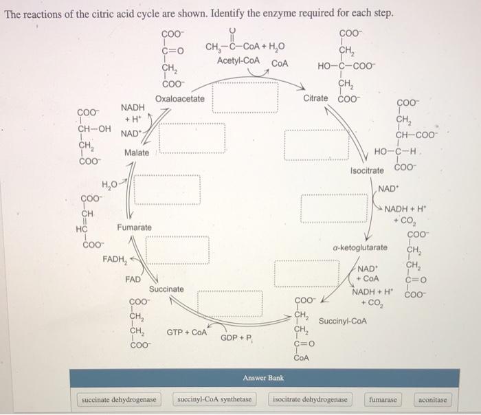 Solved Coo CHE The Reactions Of The Citric Acid Cycle Are Chegg