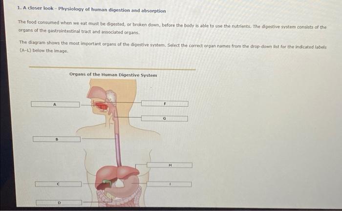 Solved 1 A Doser Look Physiology Of Human Digestion And Chegg