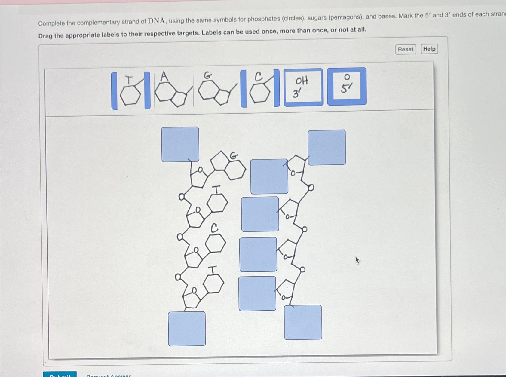 Solved Complete The Complementary Strand Of Dna Using The Chegg