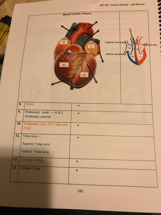 Solved BIO 103 Human Biology Lab Manual Lab 11 Chegg