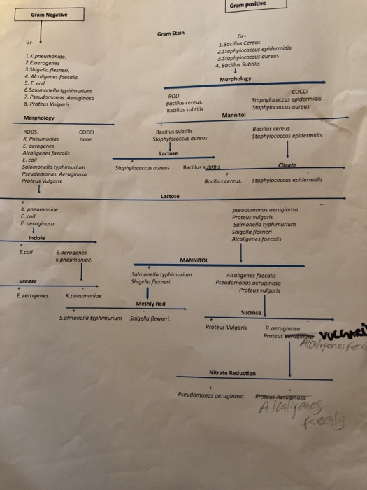 Using This Dichotomous Key Perform A Biochemical Test Chegg