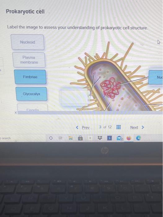 Solved Prokaryotic Cell Label The Image To Assess Your Chegg