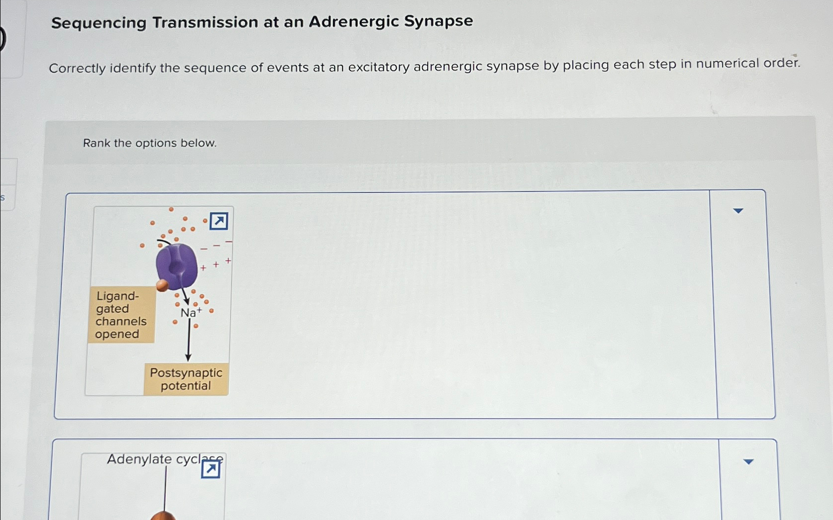 Solved Sequencing Transmission At An Adrenergic Chegg