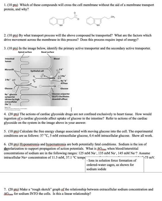 Solved Pts Which Of These Compounds Will Cross The Chegg