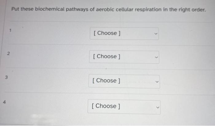 Put These Biochemical Pathways Of Aerobic Cellular Chegg