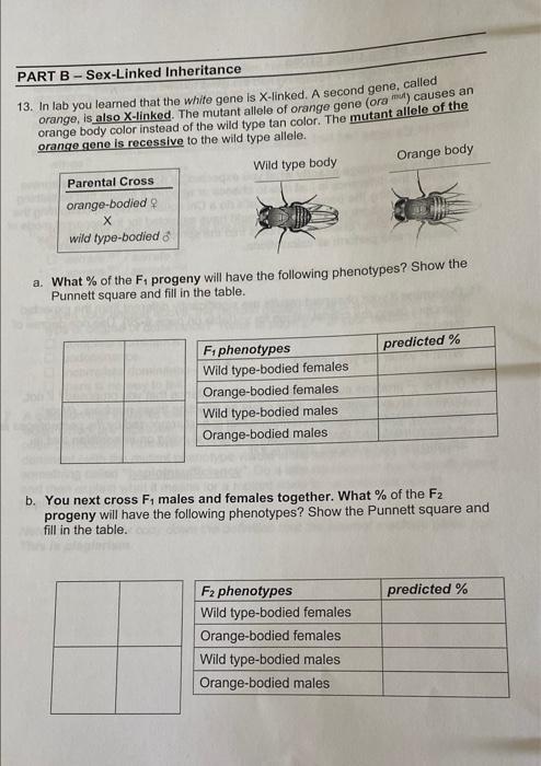 Solved PART B Sex Linked Inheritance 13 In Lab You Leamed Chegg
