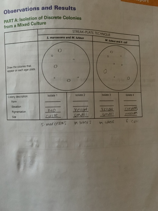 UURT Observations And Results PART A Isolation Of Chegg