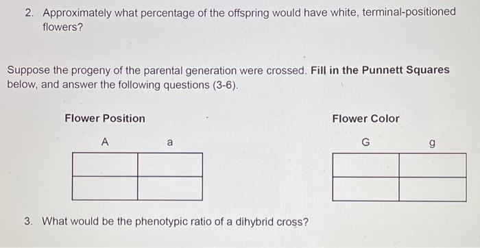 Solved In A Pea Plant Experiment The Allele A Producing Chegg