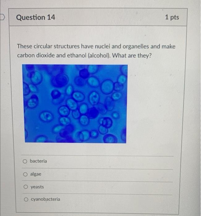 Solved Question 14 1 Pts These Circular Structures Have Chegg