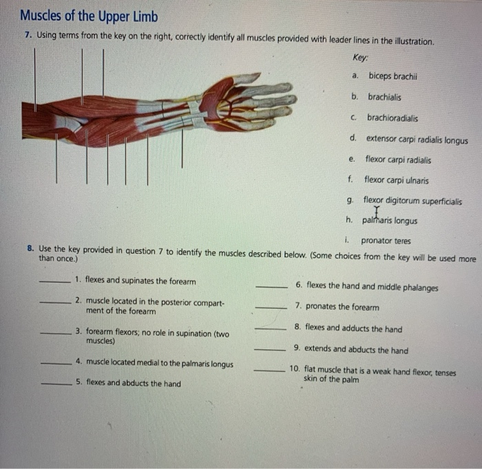 Solved Muscles Of The Upper Limb 7 Using Terms From The Key Chegg