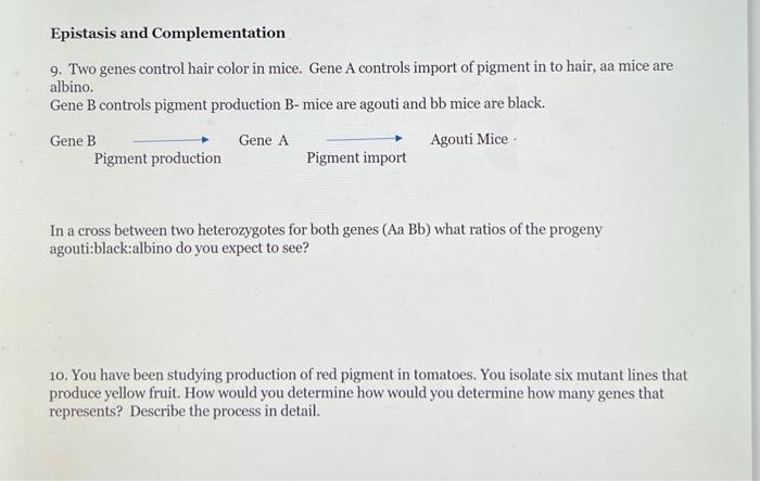 Solved Epistasis And Complementation 9 Two Genes Control Chegg