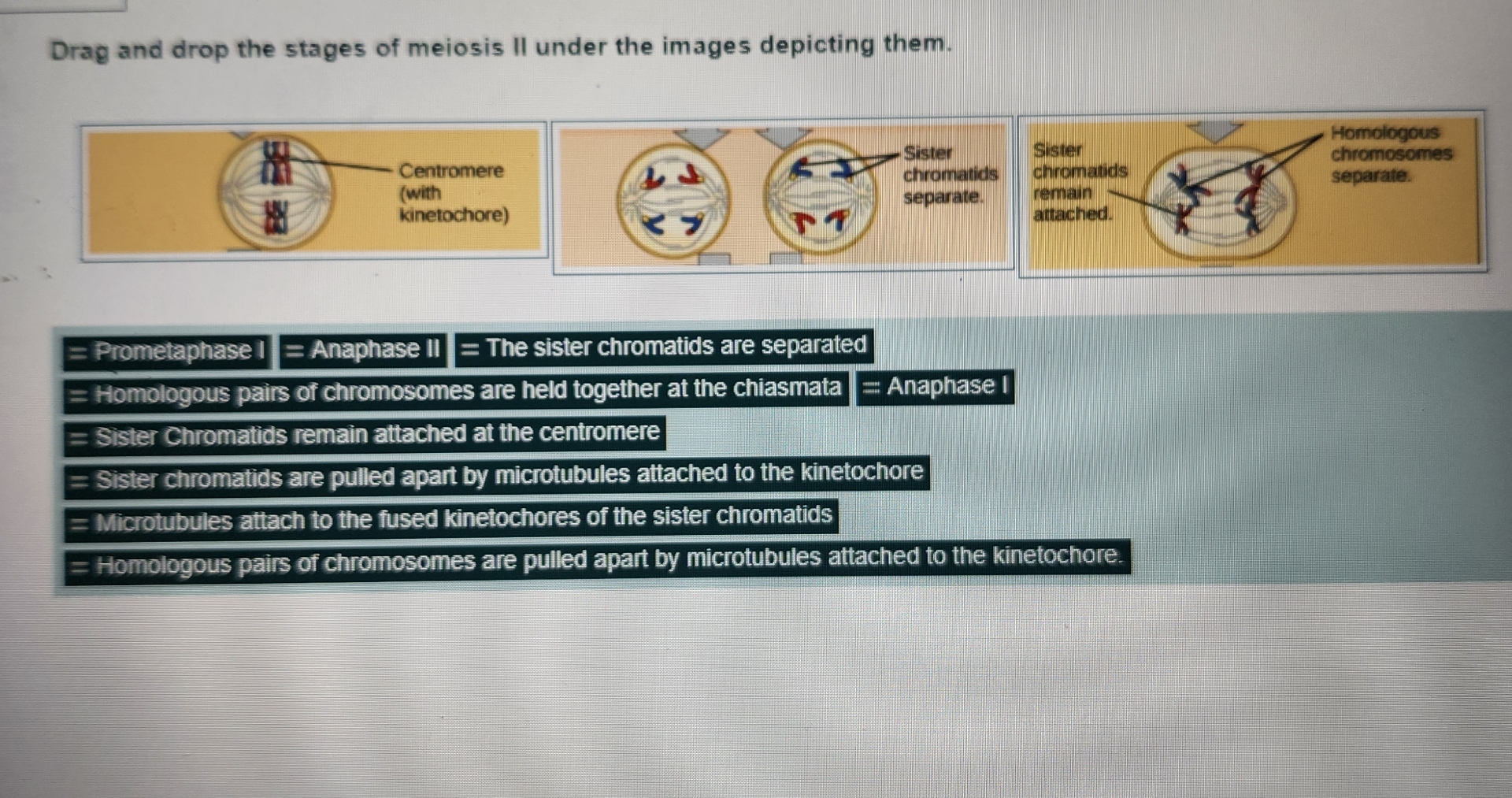 Drag And Drop The Stages Of Meiosis Ii Under The Chegg