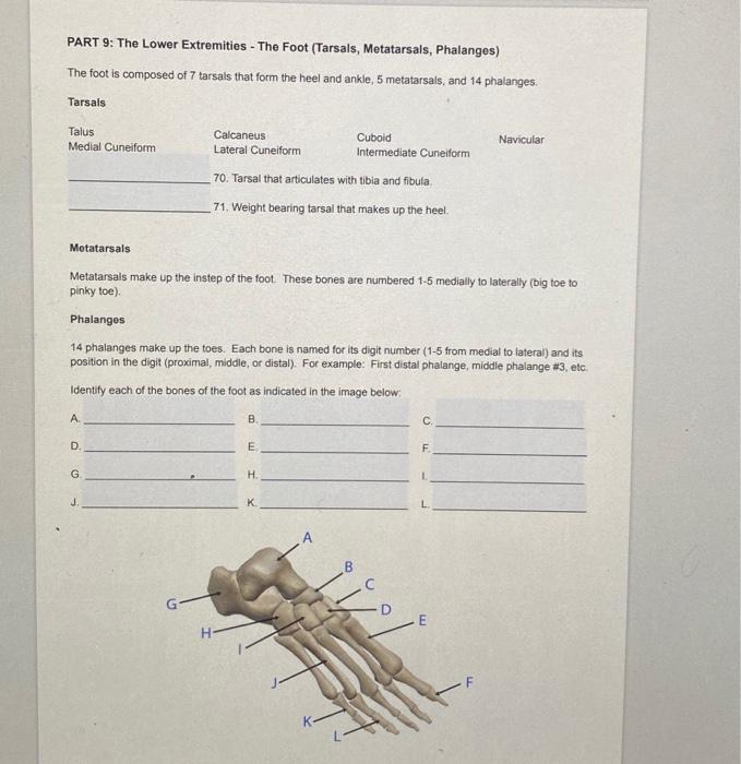 Solved PART 9 The Lower Extremities The Foot Tarsals Chegg