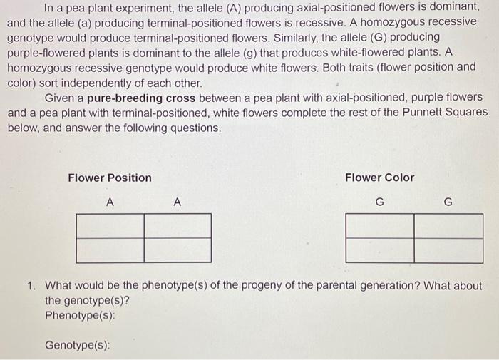 Solved In A Pea Plant Experiment The Allele A Producing Chegg