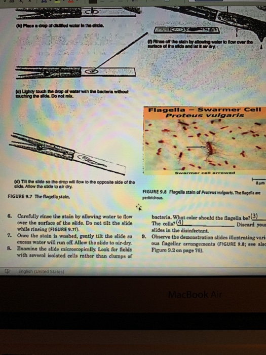 Exercise Structual Stains Endospore Capsule And Chegg