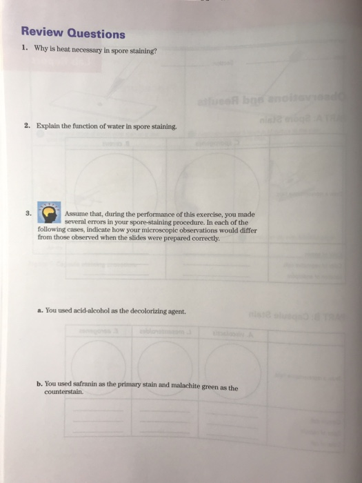 Solved Review Questions 1 Why Is Heat Necessary In Spore Chegg