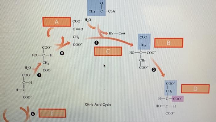 Solved O Ch C Coa A Coo H O Co Hs Coa Ch Coo Coo Ch Chegg