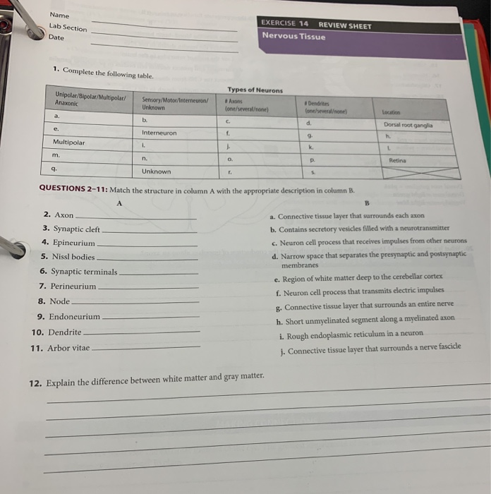 Solved Name EXERCISE 14 REVIEW SHEET Lab Section Nervous Chegg