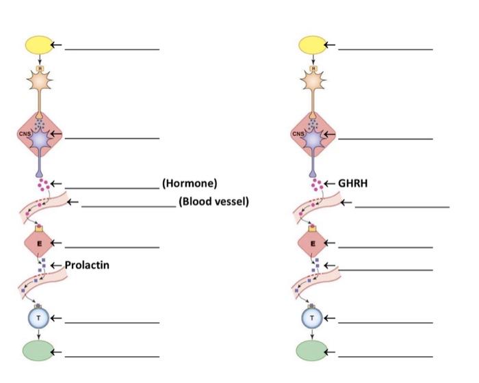 Solved Hormone Blood Vessel Chegg