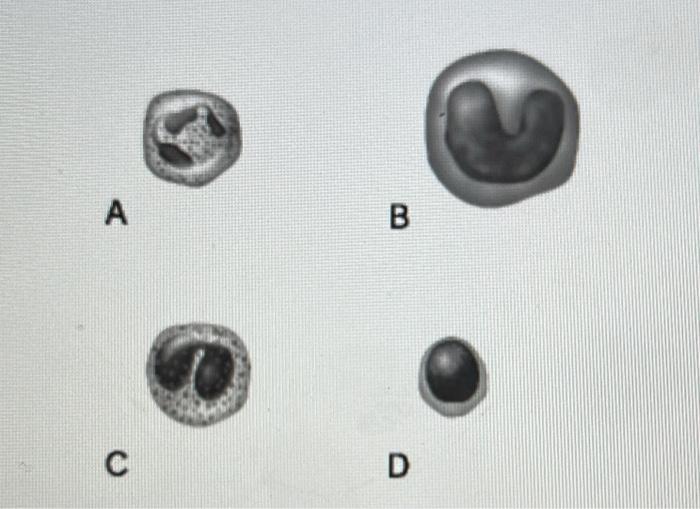 Solved Match The Following Lymphocyte Main Bacteria Killer Chegg