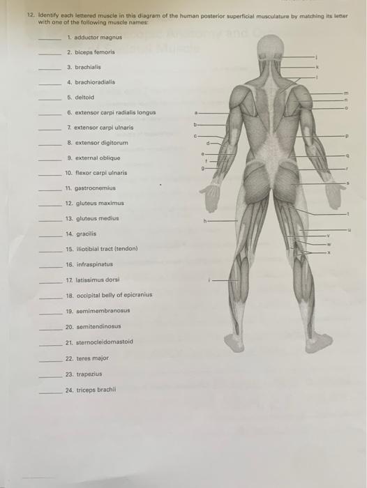 Solved Identify Each Lettered Muscle In This Diagram Of Chegg