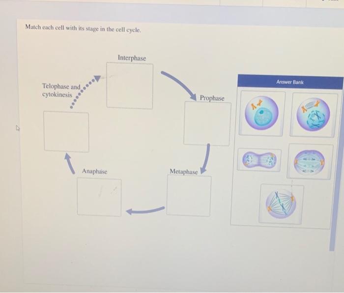 Solved Match Each Cell With Its Stage In The Cell Cycle Chegg