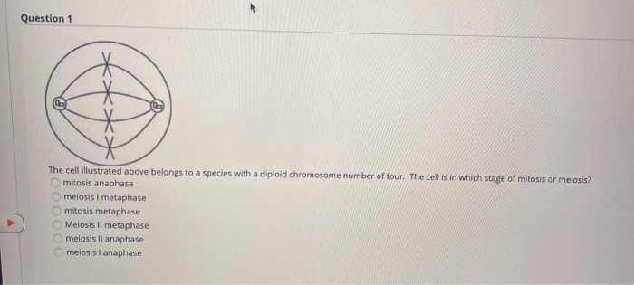 Solved Question The Cell Illustrated Above Belongs To A Chegg