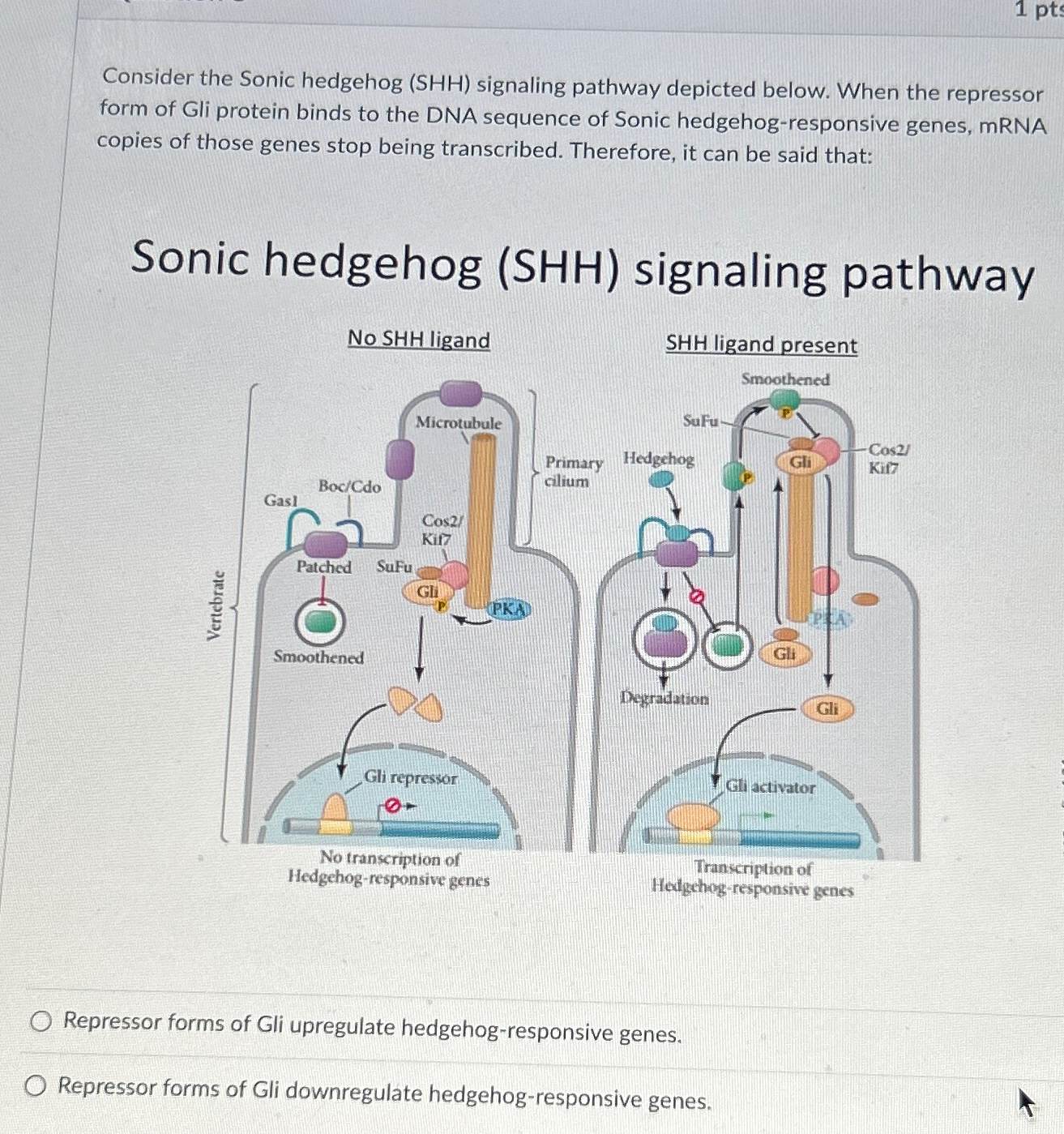 Solved Consider The Sonic Hedgehog Shh Signaling Pathway Chegg