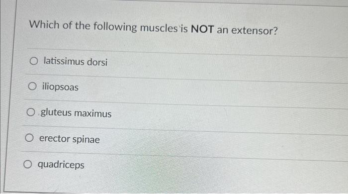 Solved Which Of The Following Muscles Is NOT An Extensor