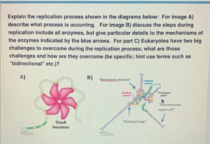 Explain The Replication Process Shown In The Diagrams Chegg