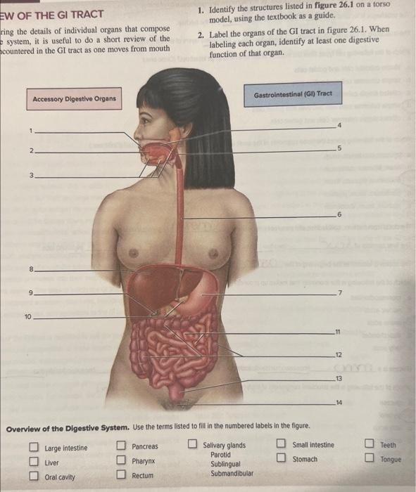 Solved WW OF THE GI TRACT 1 Identify The Structures Listed Chegg