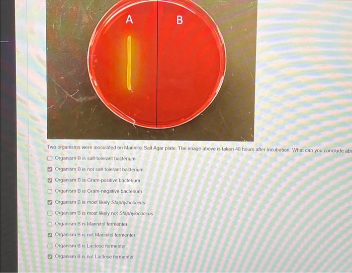 Solved Two Organisms Were Inoculated On Mannitol Salt Agar Chegg