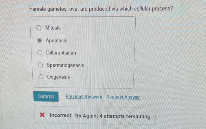 Solved Art Labeling Activity The Vagina Gross Chegg