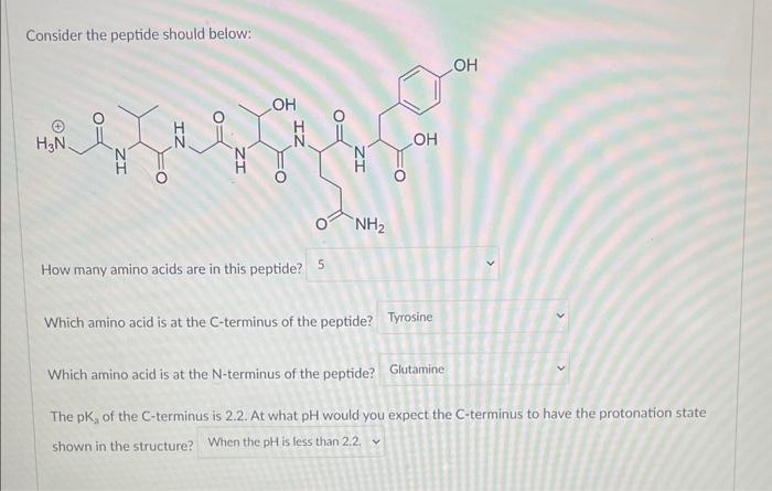 Solved Consider The Peptide Should Below How Many Amino Chegg