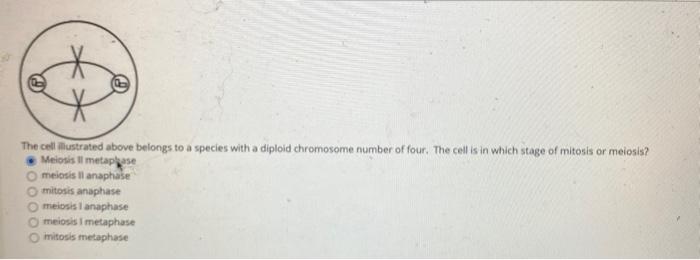 Solved The Cell Illustrated Above Belongs To A Species With Chegg