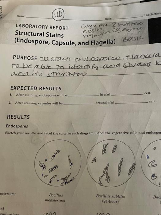 Solved Name Lab Section Date Laboratory Report Structural Chegg