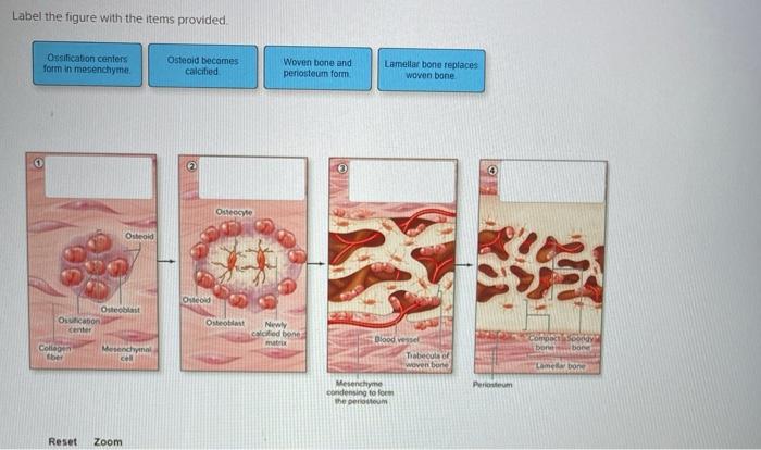 Solved Label The Figure With The Items Provided Ossification Chegg