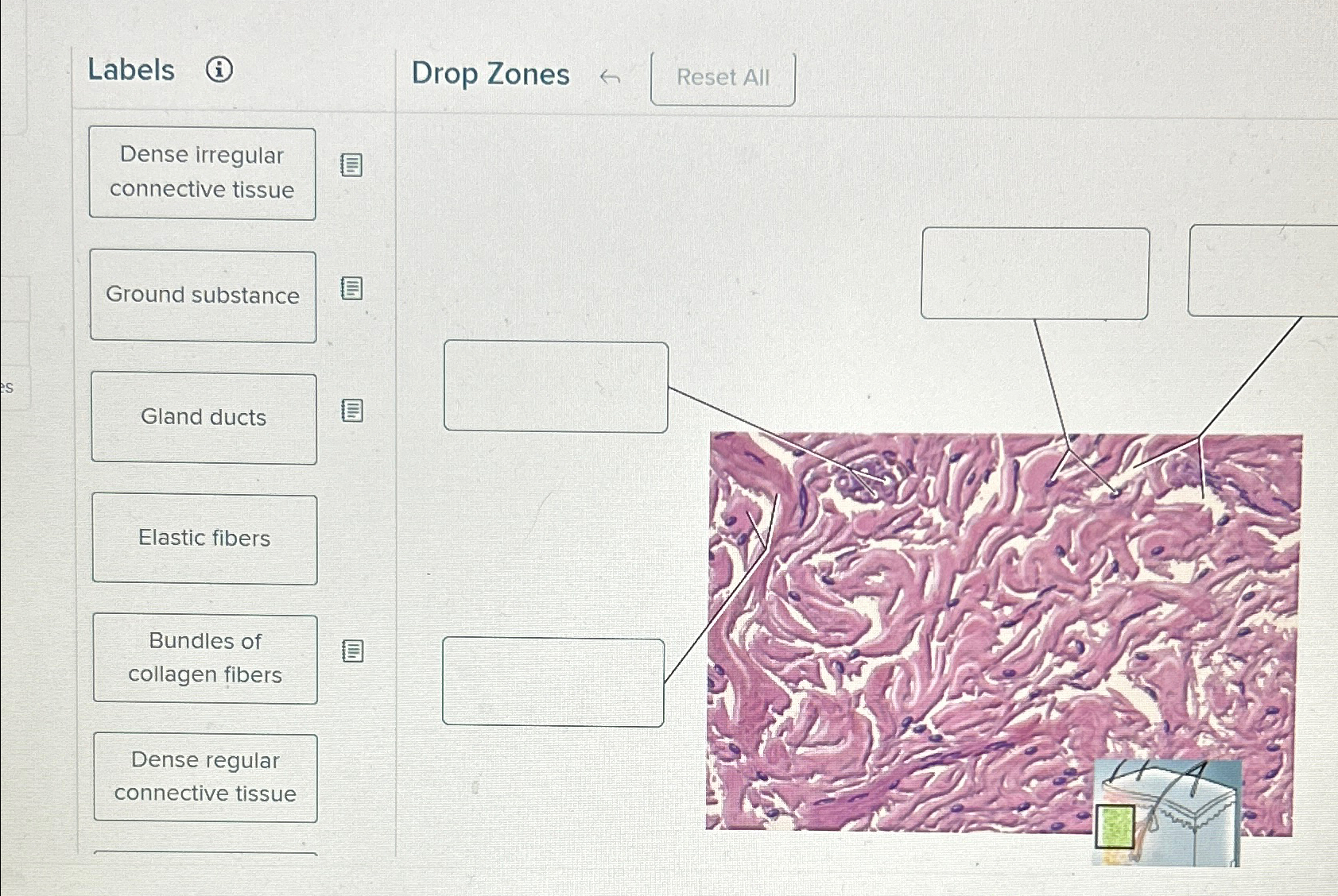 Solved Correctly Identify This Tissue Type And Then Label Chegg