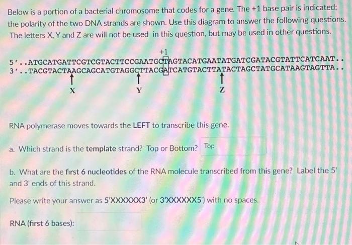 Solved Below Is A Portion Of A Bacterial Chromosome That Chegg