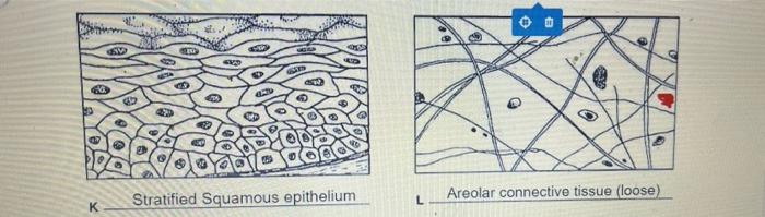 Solved 13 Twelve Tissue Types Are Diagrammed In Figure 3 6 Chegg