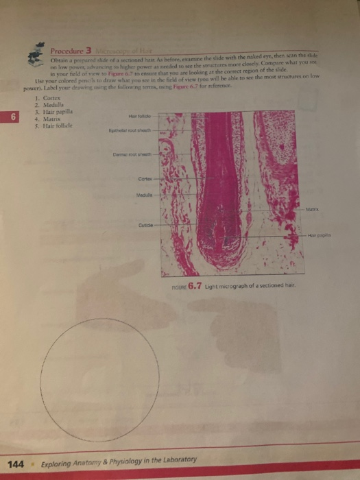 Solved Procedure 3 Microscopy Of Har Obtain A Prepared Wide Chegg