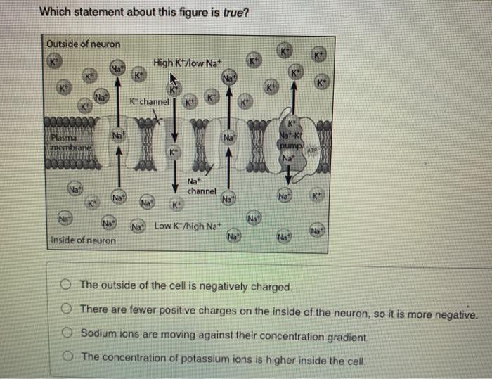 Solved Which Statement About This Figure Is True Outside Of Chegg