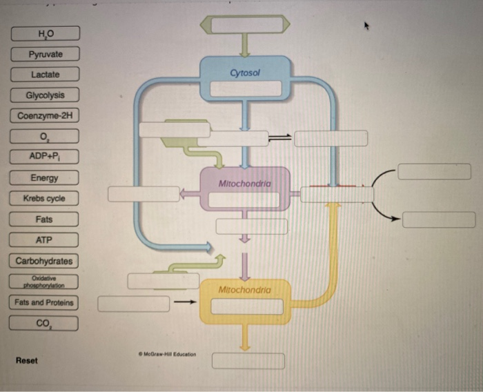 Solved Label The Figure Below To Assess Your Knowledge Of Chegg