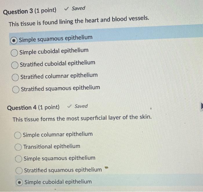 Solved Which Of The Following Is Not One Of The Main Tissue Chegg