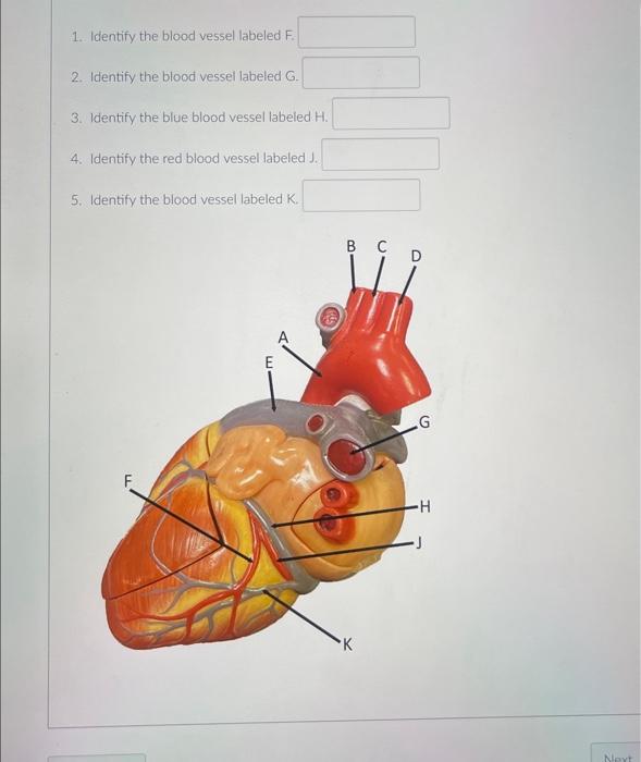 Solved 1 Identify The Blood Vessel Labeled F 2 Identify Chegg