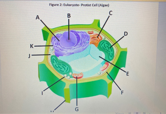 Solved Experiment 1 Create A Cell 1 In The Table Below Chegg