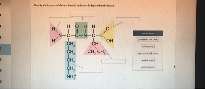 Solved Identify The Features Of The Two Bonded Amino Acids Chegg