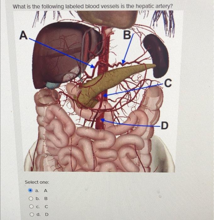 Solved Identify The Location Of The Endocrine Portion Of The Chegg