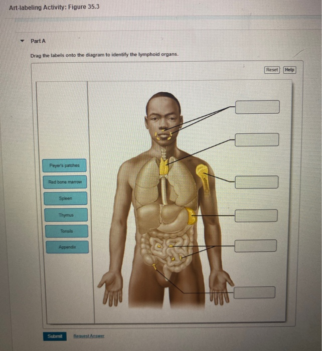 Solved Art Labeling Activity Figure 35 3 Part A Drag The Chegg